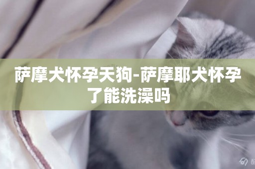 薩摩犬懷孕天狗-薩摩耶犬懷孕了能洗澡嗎
