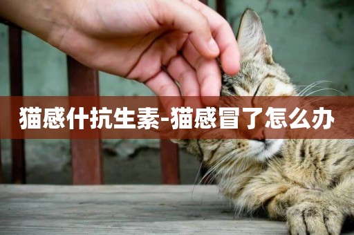 貓感什抗生素-貓感冒了怎么辦