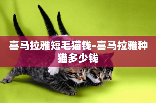 喜馬拉雅短毛貓錢-喜馬拉雅種貓多少錢