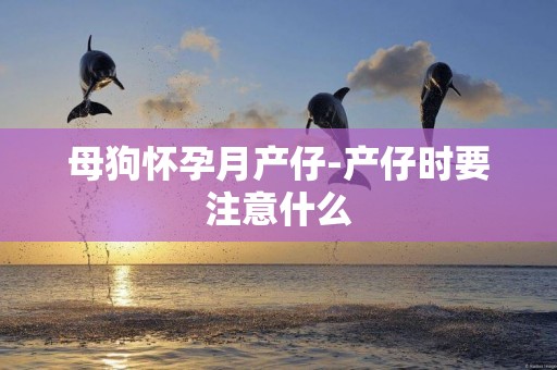 母狗懷孕月產仔-產仔時要注意什么