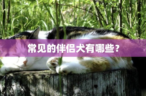 常見的伴侶犬有哪些？