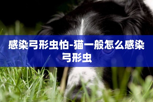 感染弓形蟲怕-貓一般怎么感染弓形蟲