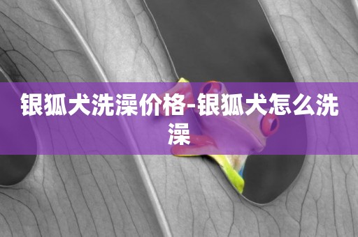 銀狐犬洗澡價格-銀狐犬怎么洗澡