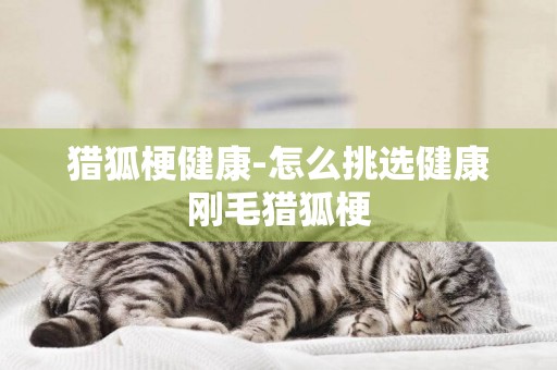獵狐梗健康-怎么挑選健康剛毛獵狐梗