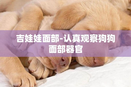 吉娃娃面部-認真觀察狗狗面部器官
