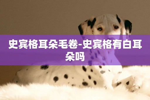 史賓格耳朵毛卷-史賓格有白耳朵嗎