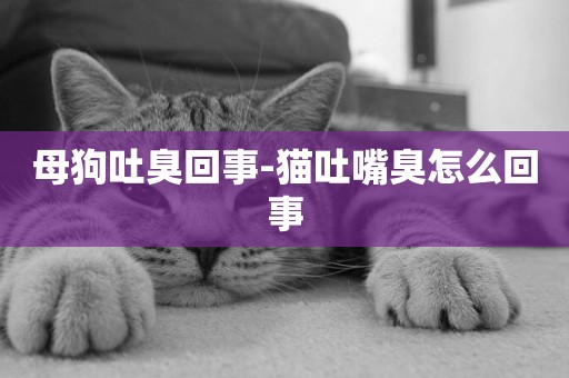 母狗吐臭回事-貓吐嘴臭怎么回事
