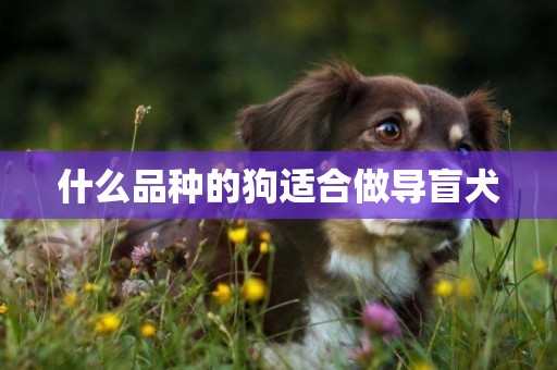 什么品種的狗適合做導盲犬