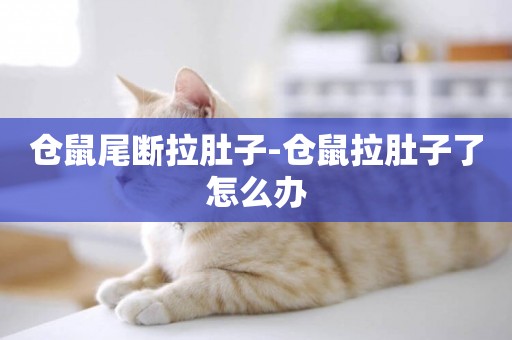 倉鼠尾斷拉肚子-倉鼠拉肚子了怎么辦