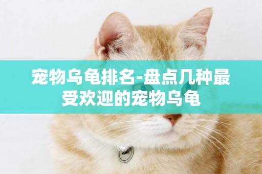 寵物烏龜排名-盤點幾種最受歡迎的寵物烏龜