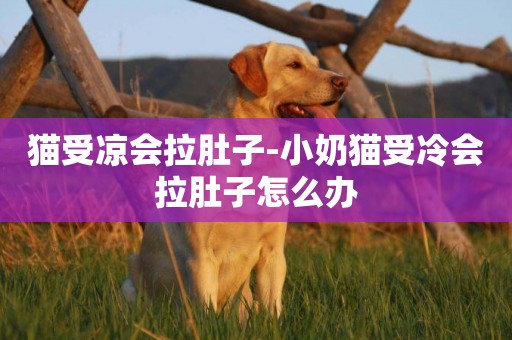 貓受涼會拉肚子-小奶貓受冷會拉肚子怎么辦