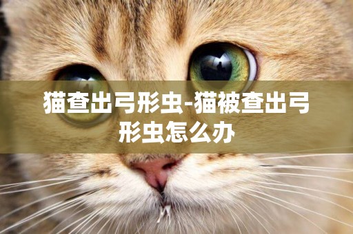 貓查出弓形蟲-貓被查出弓形蟲怎么辦