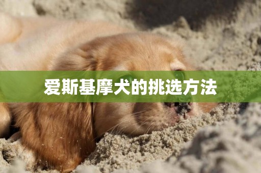 愛斯基摩犬的挑選方法