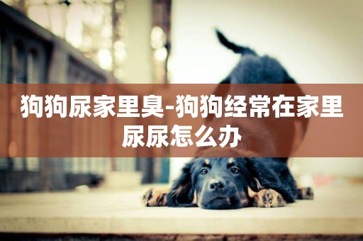 狗狗尿家里臭-狗狗經常在家里尿尿怎么辦