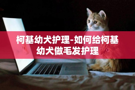 柯基幼犬護理-如何給柯基幼犬做毛發護理