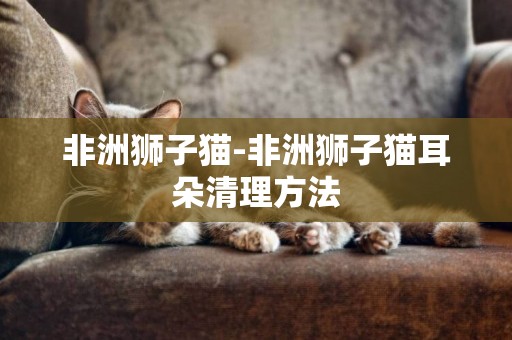 非洲獅子貓-非洲獅子貓耳朵清理方法