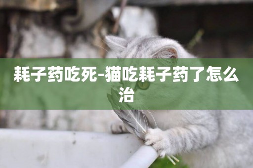 耗子藥吃死-貓吃耗子藥了怎么治