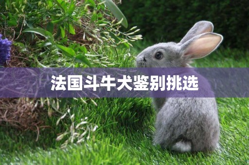 法國斗牛犬鑒別挑選