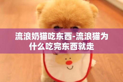 流浪奶貓吃東西-流浪貓為什么吃完東西就走