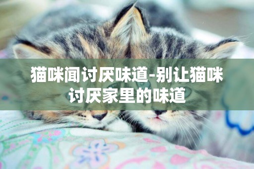 貓咪聞討厭味道-別讓貓咪討厭家里的味道