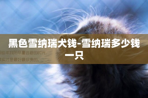 黑色雪納瑞犬錢-雪納瑞多少錢一只
