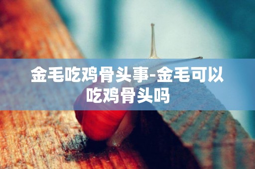 金毛吃雞骨頭事-金毛可以吃雞骨頭嗎