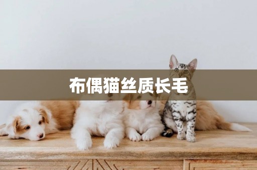 布偶貓絲質長毛