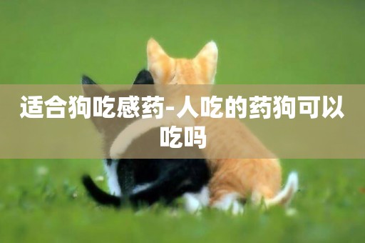適合狗吃感藥-人吃的藥狗可以吃嗎