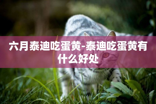 六月泰迪吃蛋黃-泰迪吃蛋黃有什么好處