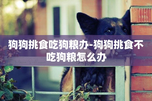 狗狗挑食吃狗糧辦-狗狗挑食不吃狗糧怎么辦