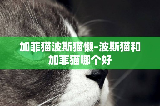 加菲貓波斯貓懶-波斯貓和加菲貓哪個好