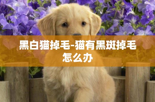 黑白貓掉毛-貓有黑斑掉毛怎么辦