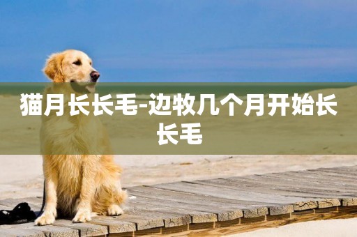 貓月長長毛-邊牧幾個月開始長長毛