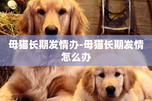 母貓長期發情辦-母貓長期發情怎么辦