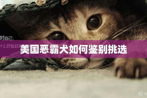 美國惡霸犬如何鑒別挑選