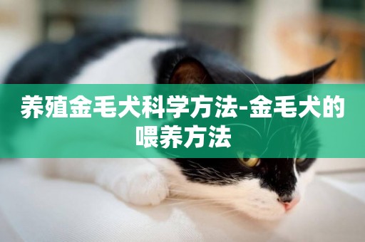 養殖金毛犬科學方法-金毛犬的喂養方法