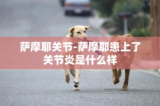薩摩耶關節-薩摩耶患上了關節炎是什么樣