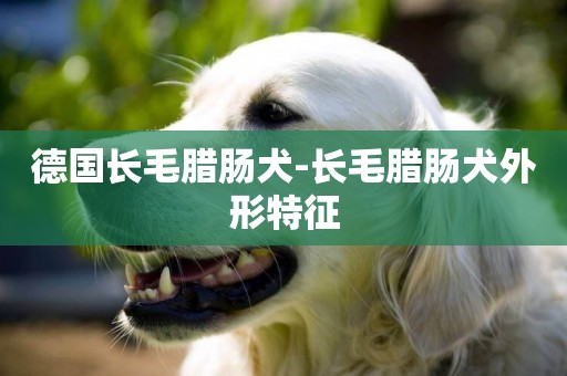 德國長毛臘腸犬-長毛臘腸犬外形特征