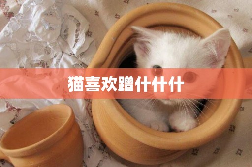 貓喜歡蹭什什什