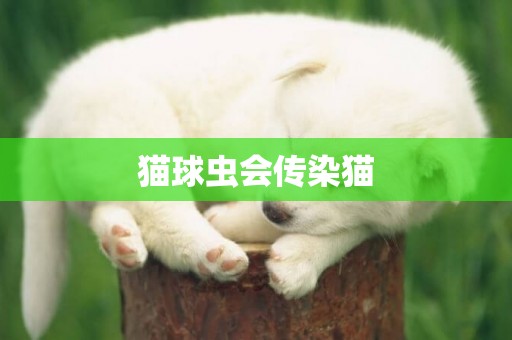 貓球蟲會傳染貓