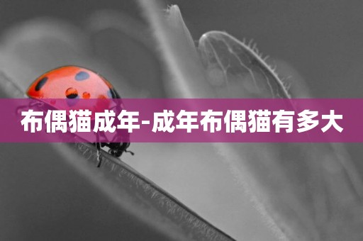 布偶貓成年-成年布偶貓有多大