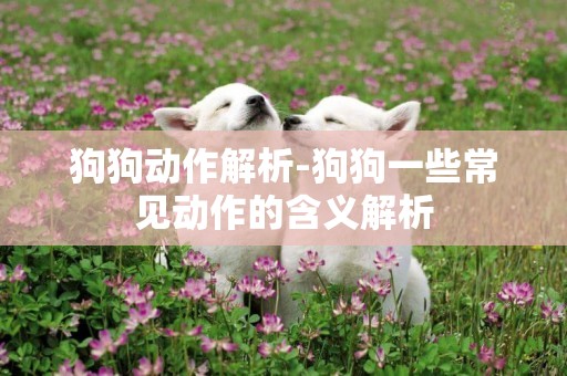 狗狗動作解析-狗狗一些常見動作的含義解析