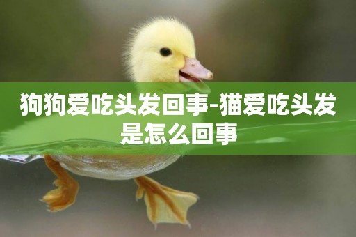 狗狗愛吃頭發回事-貓愛吃頭發是怎么回事