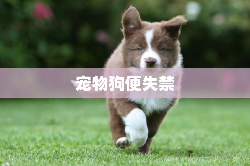 寵物狗便失禁