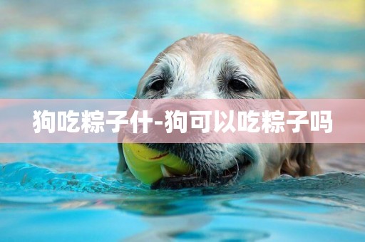 狗吃粽子什-狗可以吃粽子嗎