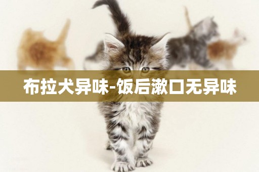 布拉犬異味-飯后漱口無異味