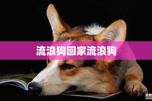 流浪狗回家流浪狗