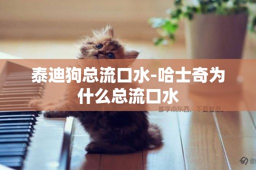 泰迪狗總流口水-哈士奇為什么總流口水