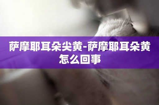 薩摩耶耳朵尖黃-薩摩耶耳朵黃怎么回事