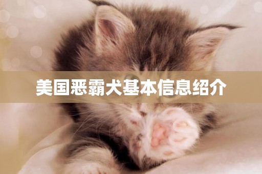 美國惡霸犬基本信息紹介